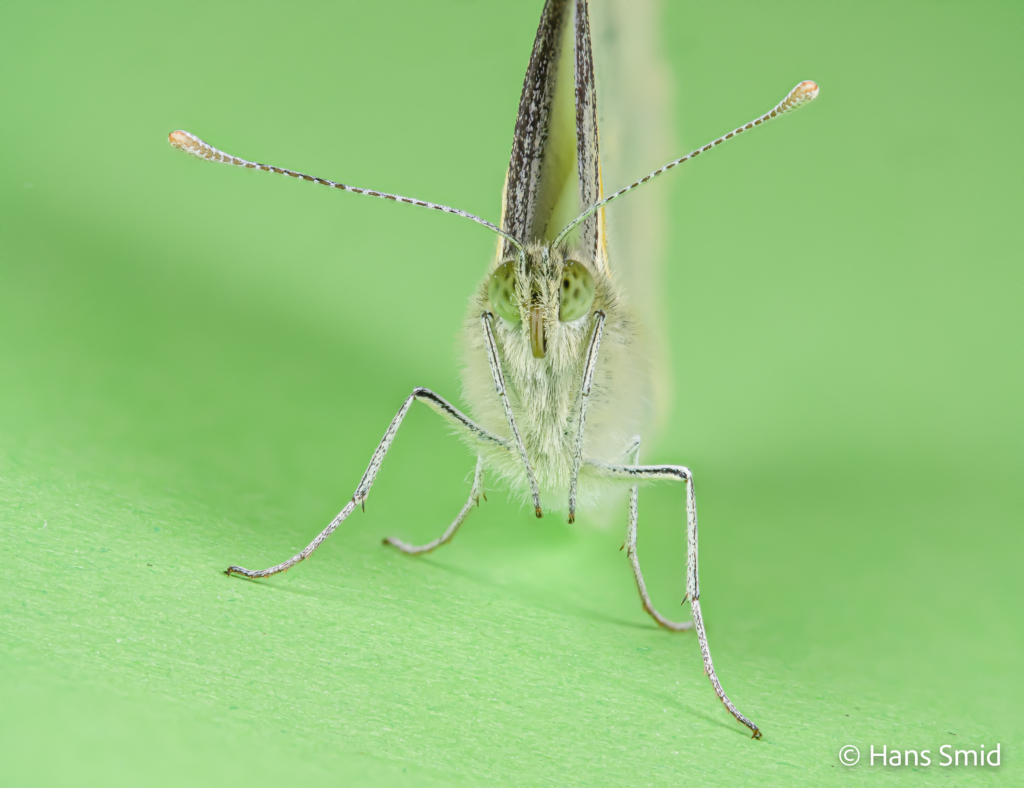 Pieris brassioae Large cabbage white butterfly green background focusstack 001