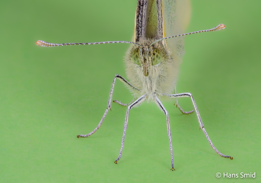 Pieris brassioae Large cabbage white butterfly green background focusstack 002