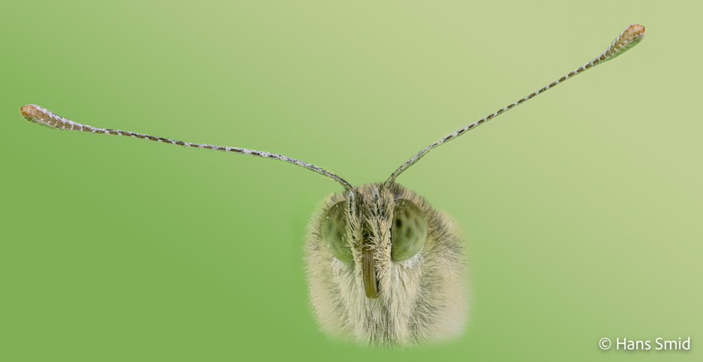 Pieris brassioae Large cabbage white butterfly green background focusstack 003