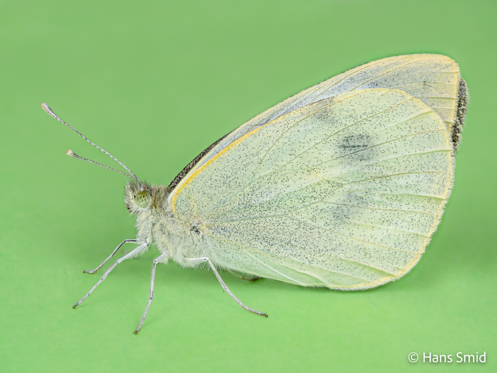 Pieris brassioae Large cabbage white butterfly green background focusstack 004