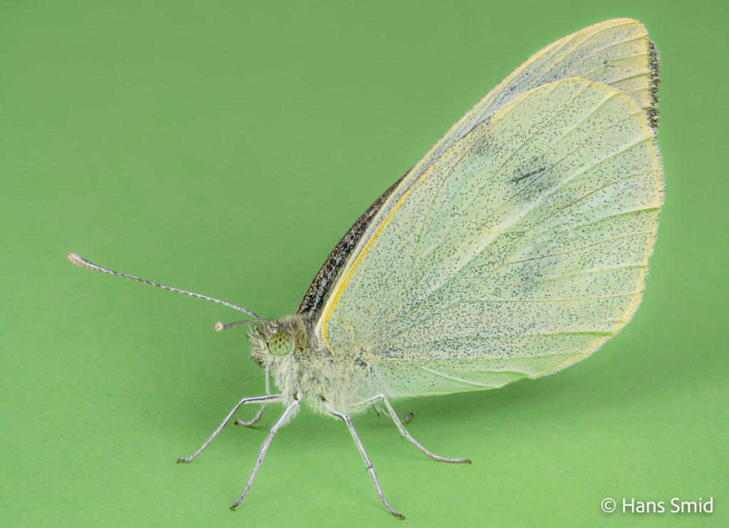 Pieris brassioae Large cabbage white butterfly green background focusstack 005