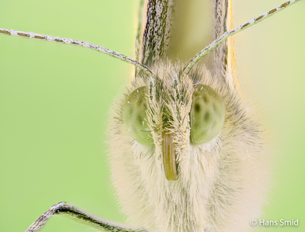 Pieris brassioae Large cabbage white butterfly green background focusstack 006