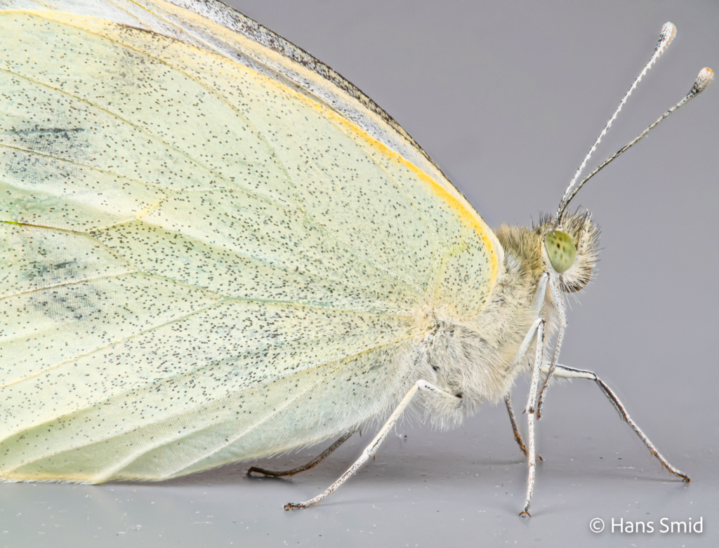 Pieris brassioae Large cabbage white butterfly grey background focusstack 001