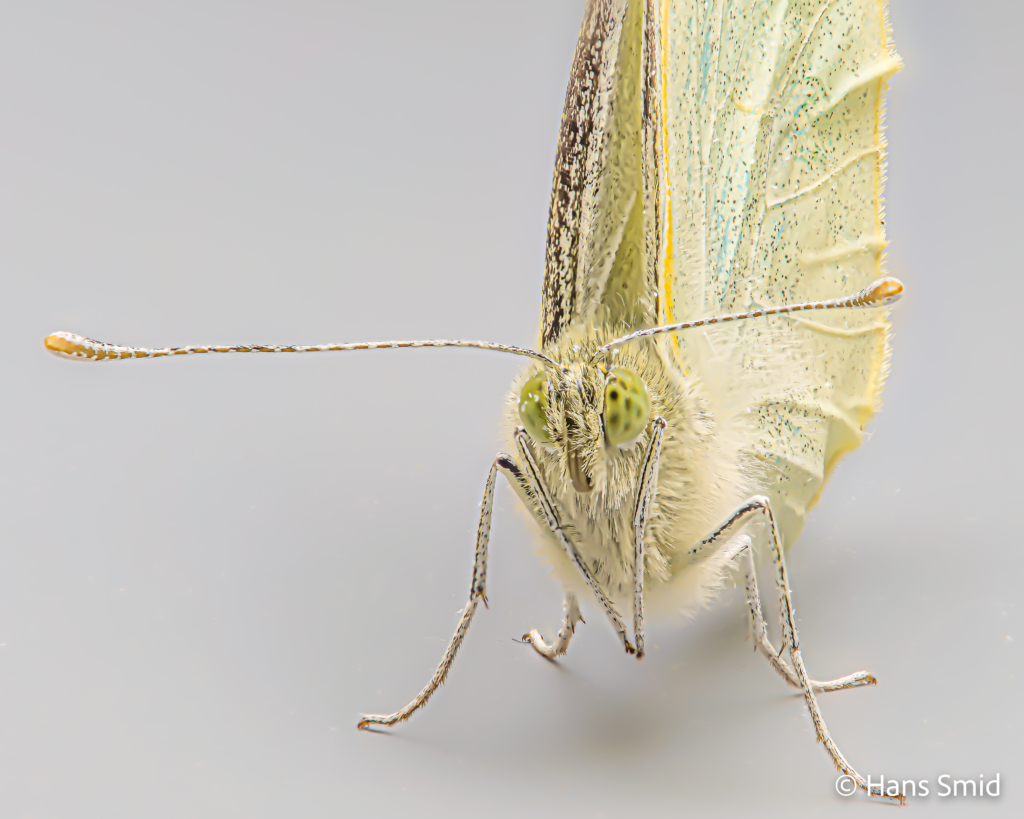 Pieris brassioae Large cabbage white butterfly grey background focusstack 002
