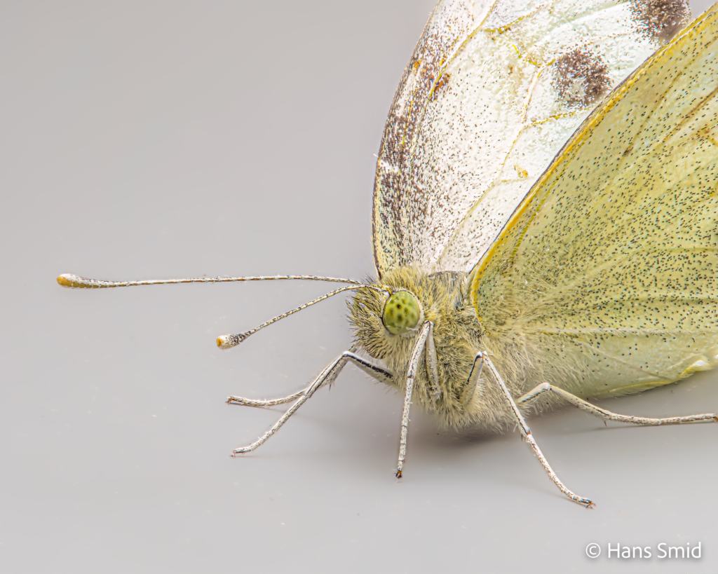 Pieris brassioae Large cabbage white butterfly grey background focusstack 003