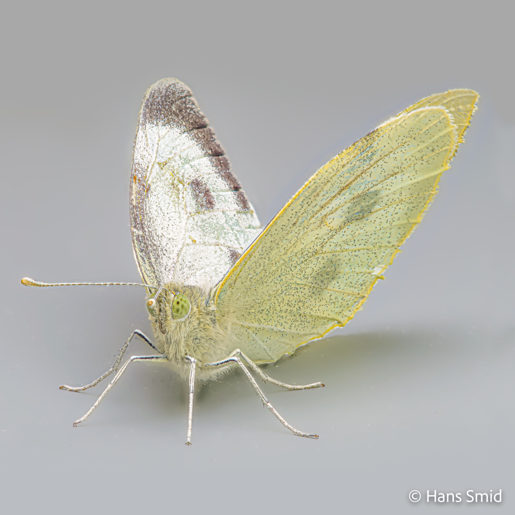 Pieris brassioae Large cabbage white butterfly grey background focusstack 004