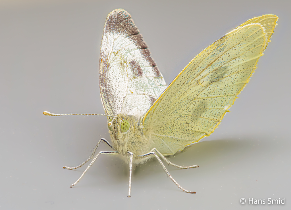 Pieris brassioae Large cabbage white butterfly grey background focusstack 005