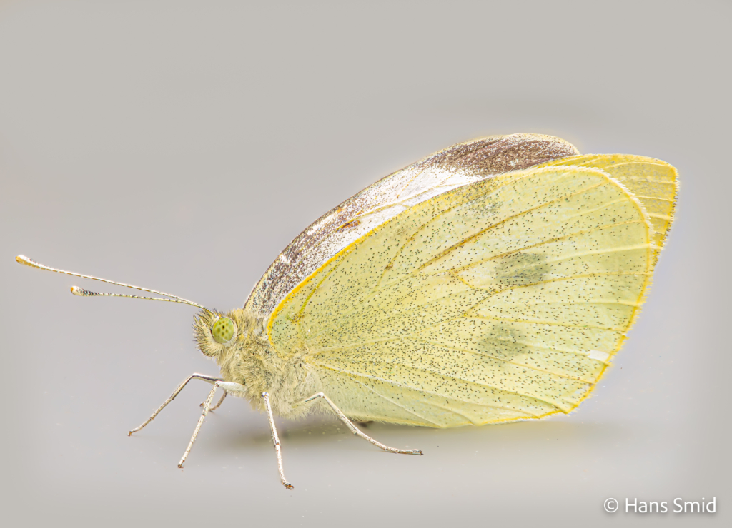 Pieris brassioae Large cabbage white butterfly grey background focusstack 006