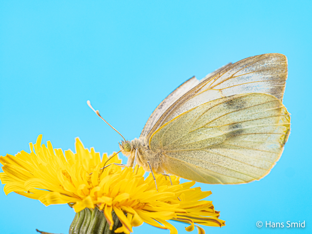 Pieris brassioae Large cabbage white butterfly on Dandelion 001