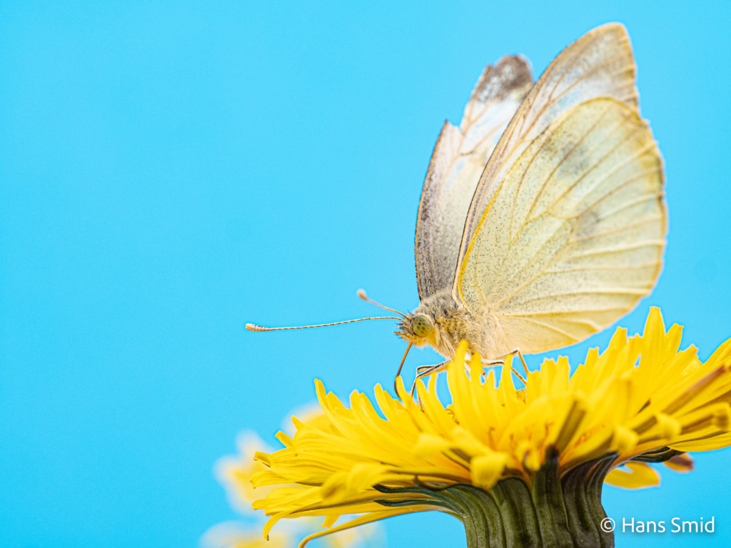 Pieris brassioae Large cabbage white butterfly on Dandelion 002