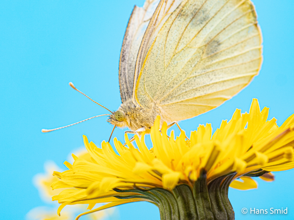 Pieris brassioae Large cabbage white butterfly on Dandelion 003