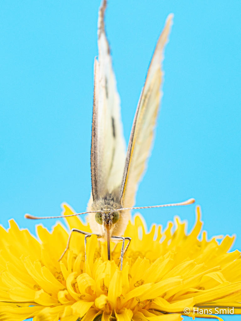 Pieris brassioae Large cabbage white butterfly on Dandelion 004