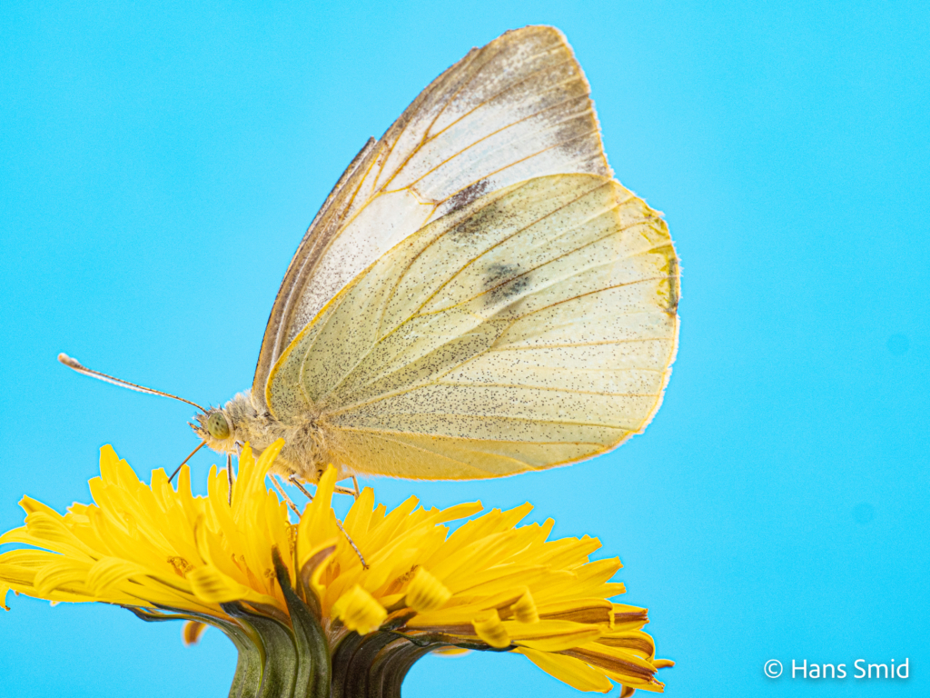 Pieris brassioae Large cabbage white butterfly on Dandelion 005