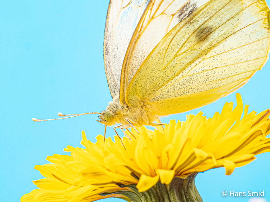 Pieris brassioae Large cabbage white butterfly on Dandelion 006