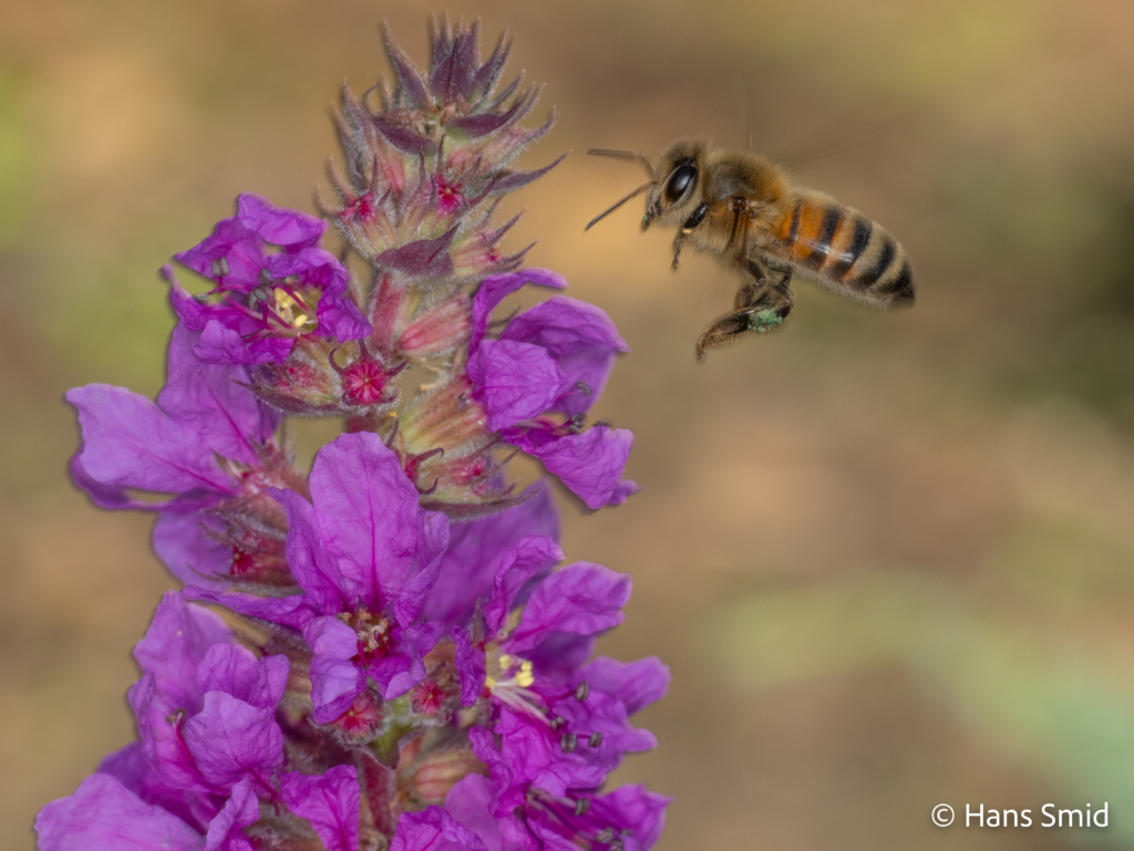 Apis mellifera flying honeybee On Lythrum salicaria 001