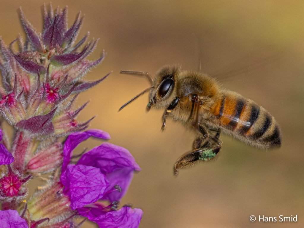 Apis mellifera flying honeybee On Lythrum salicaria 002