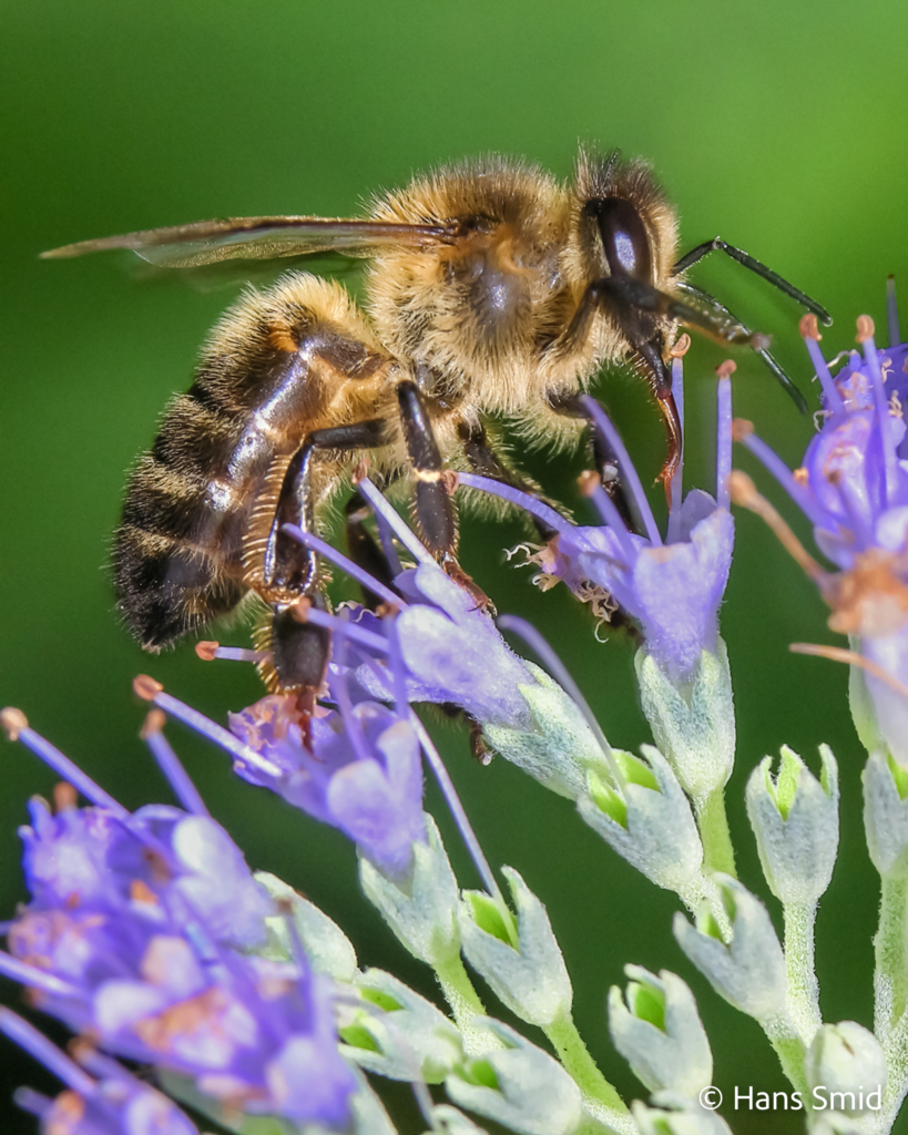 Apis mellifera honeybee 001