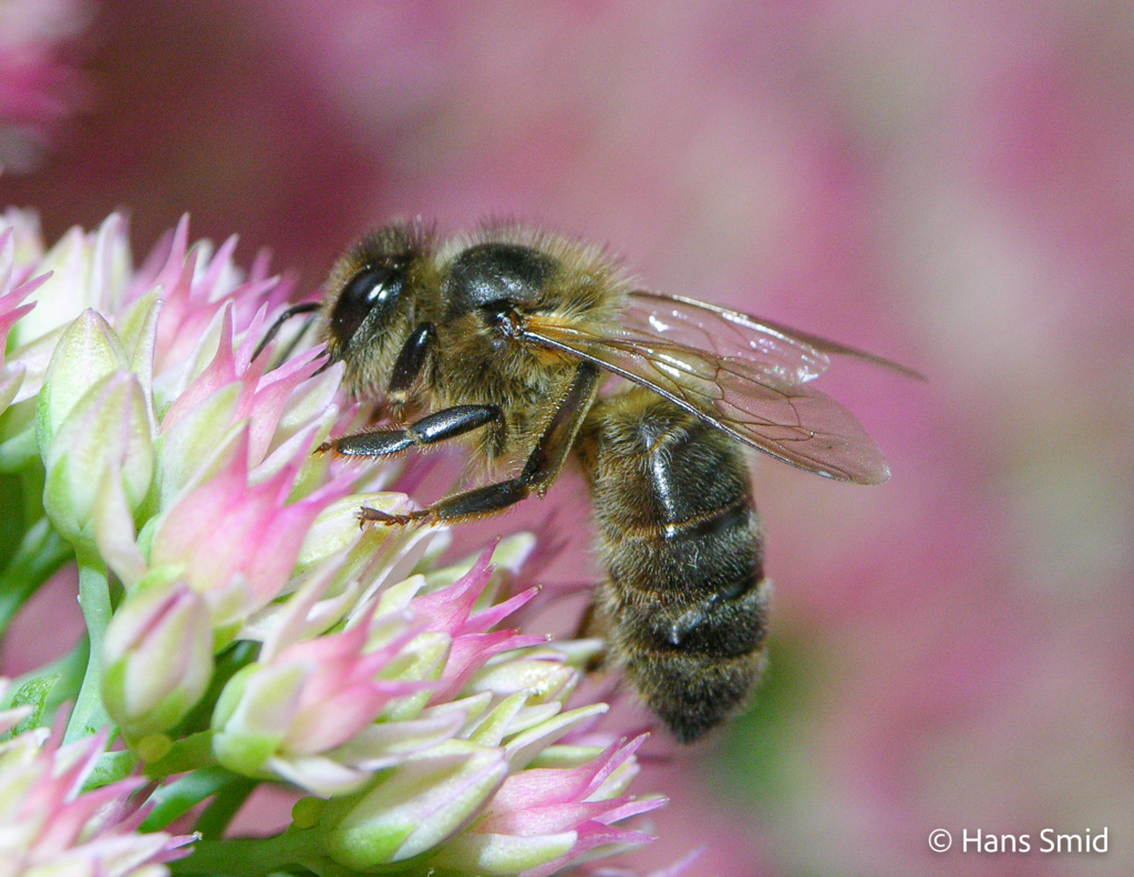 Apis mellifera honeybee 002