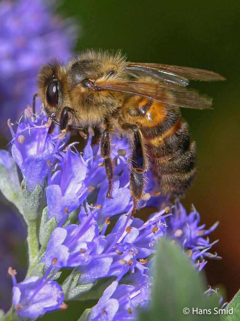 Apis mellifera honeybee 003