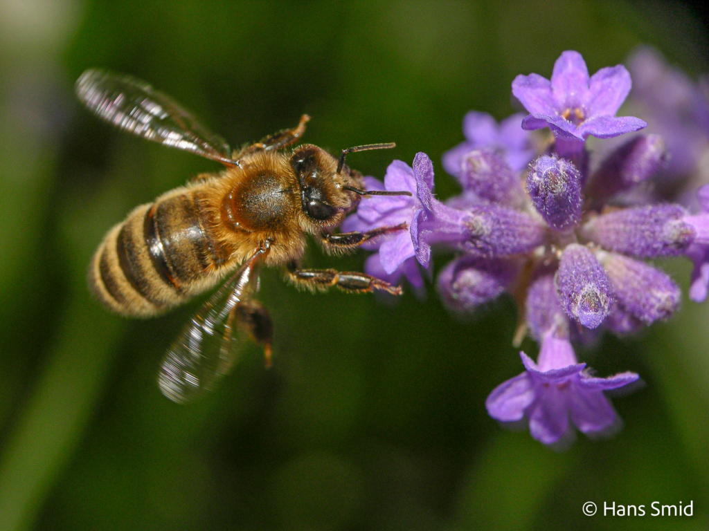 Apis mellifera honeybee 004