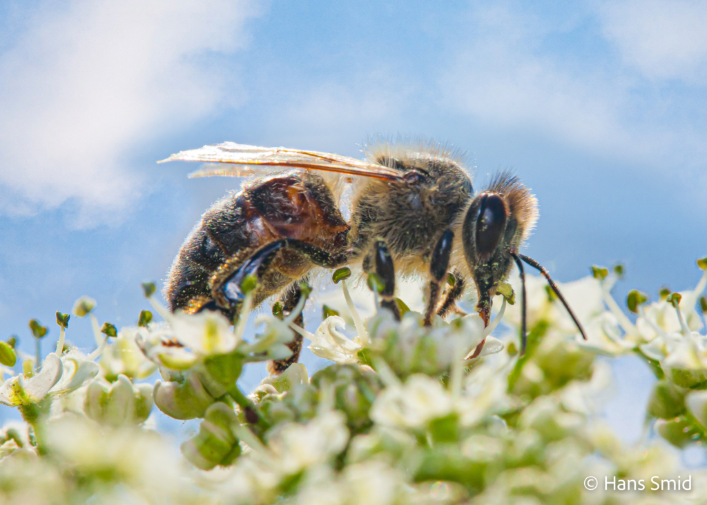 Apis mellifera honeybee 005