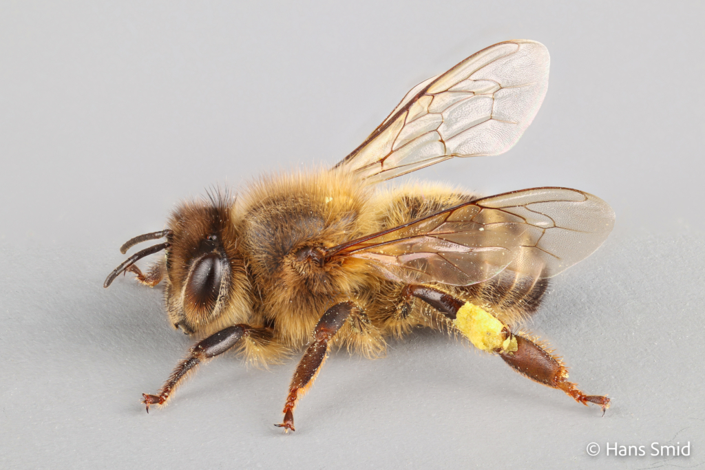 Apis mellifera honeybee 006