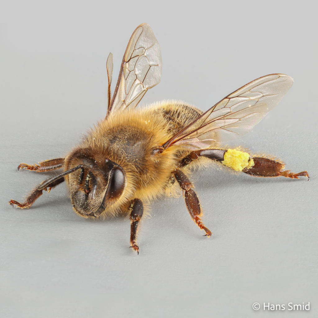 Apis mellifera honeybee 007
