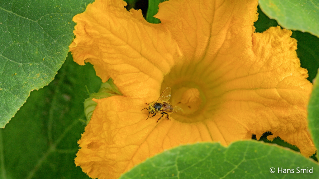 Apis mellifera honeybee 008