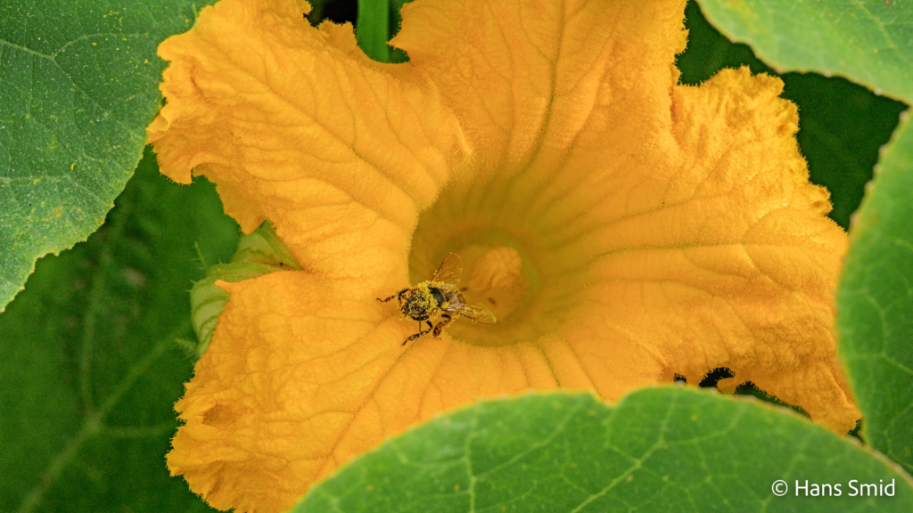 Apis mellifera honeybee 009
