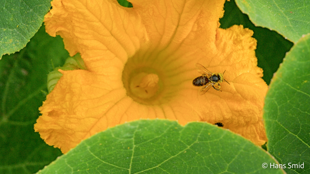 Apis mellifera honeybee 010