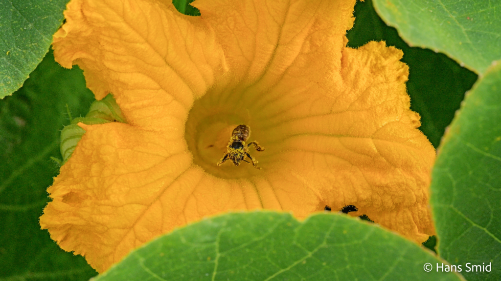 Apis mellifera honeybee 011