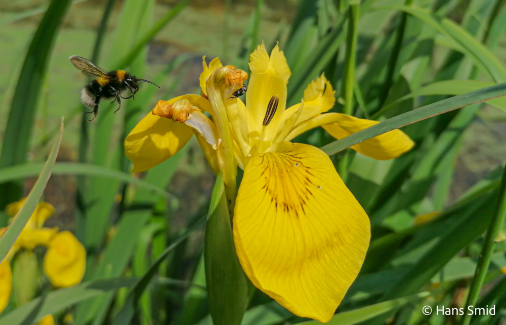 Bumblebee Bombus sp. 001