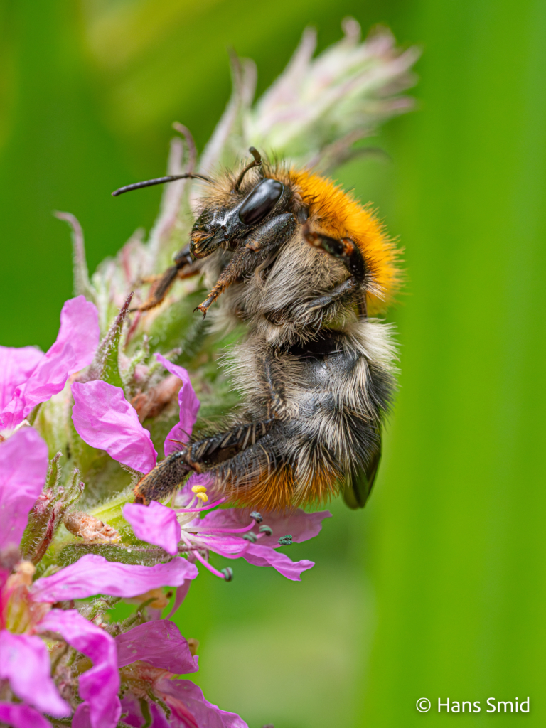 Bumblebee Bombus sp. 002