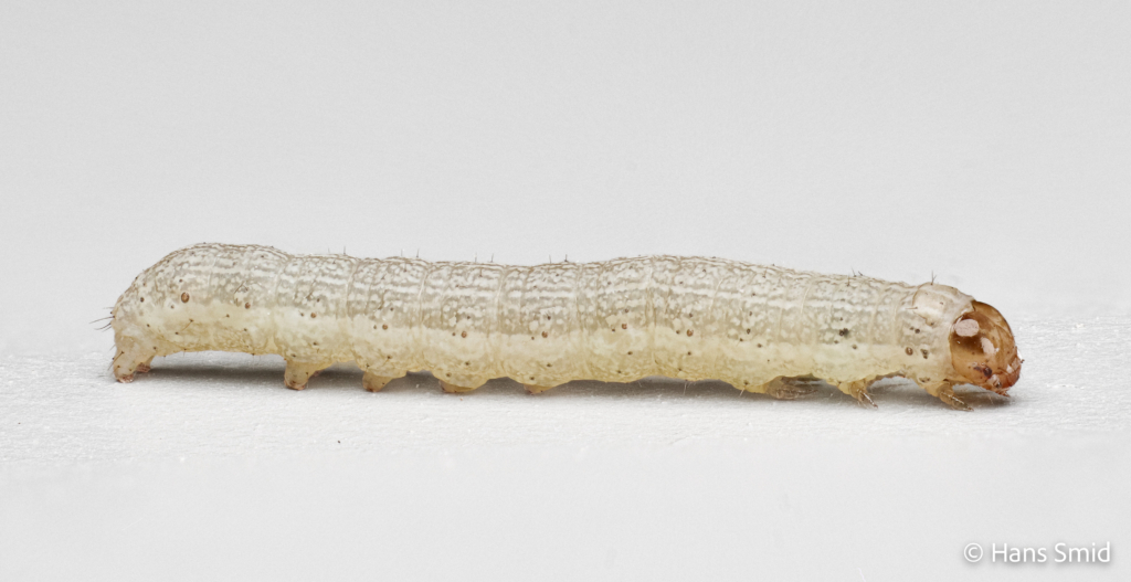 Spodoprea exigua Beet armyworm 001