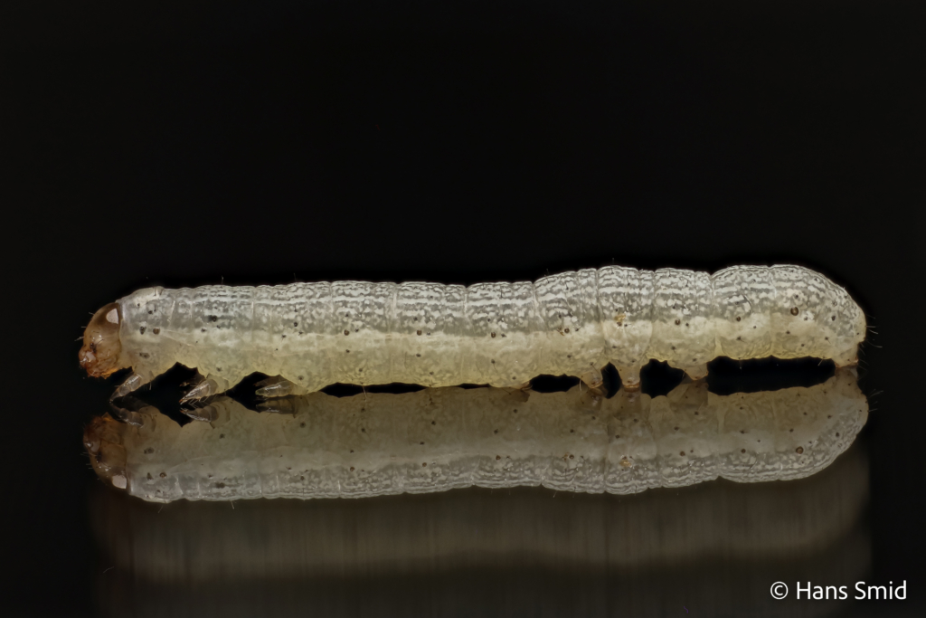 Spodoprea exigua Beet armyworm 002