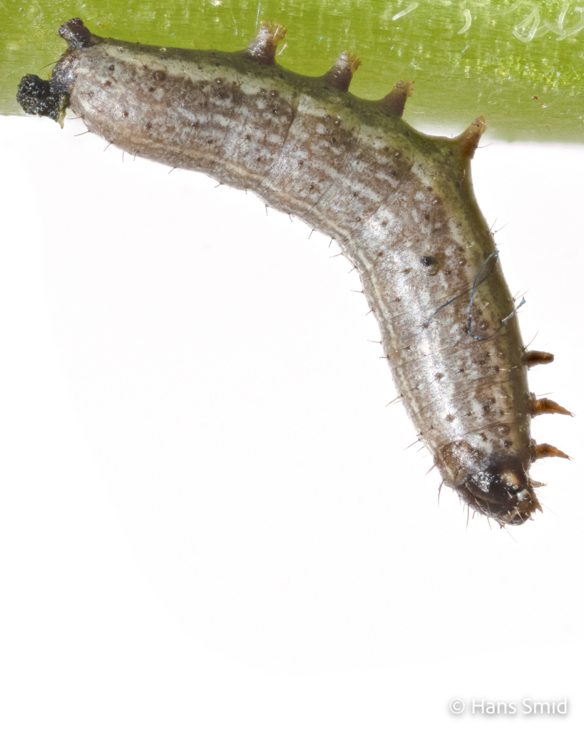 Spodoprea exigua Beet armyworm infected with baculovirus tree top disease 001