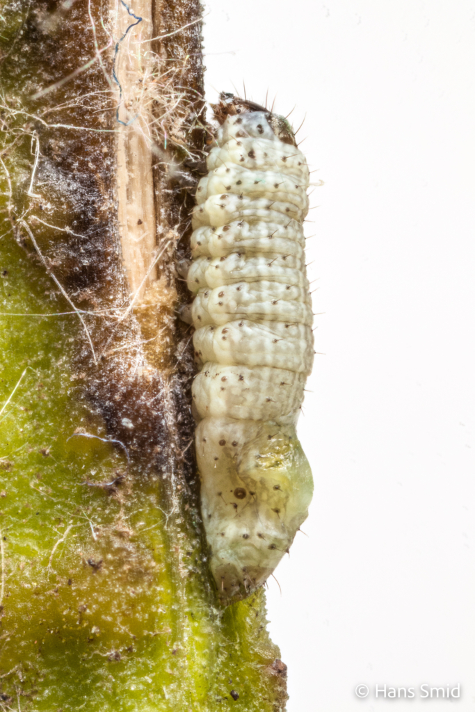 Spodoprea exigua Beet armyworm infected with baculovirus tree top disease 002