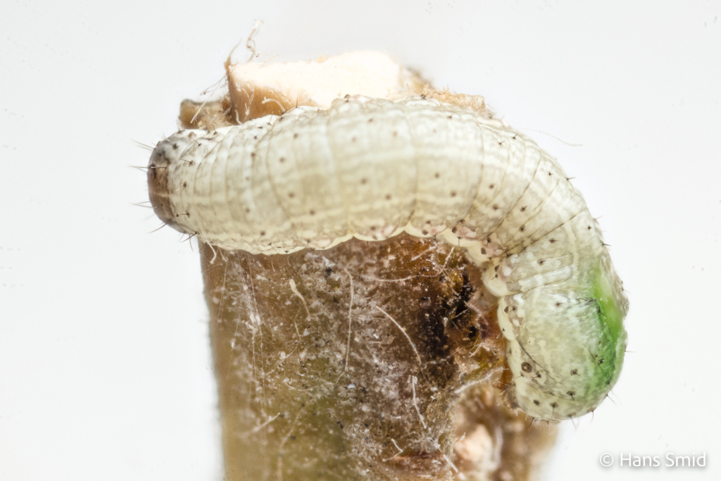 Spodoprea exigua Beet armyworm infected with baculovirus tree top disease 003
