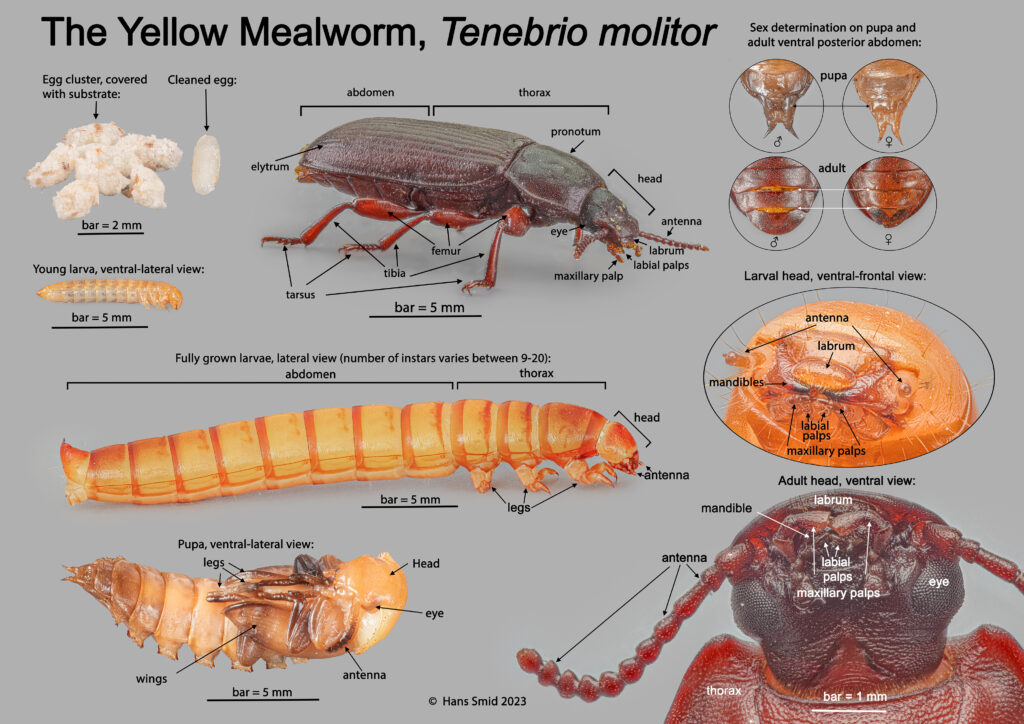 The yellow mealworm, Tenebrio molitor, development