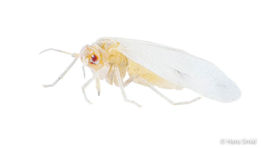 Aleyrodes proletella cabbage whitefly 001