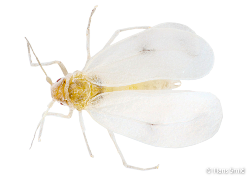 Aleyrodes proletella cabbage whitefly 002