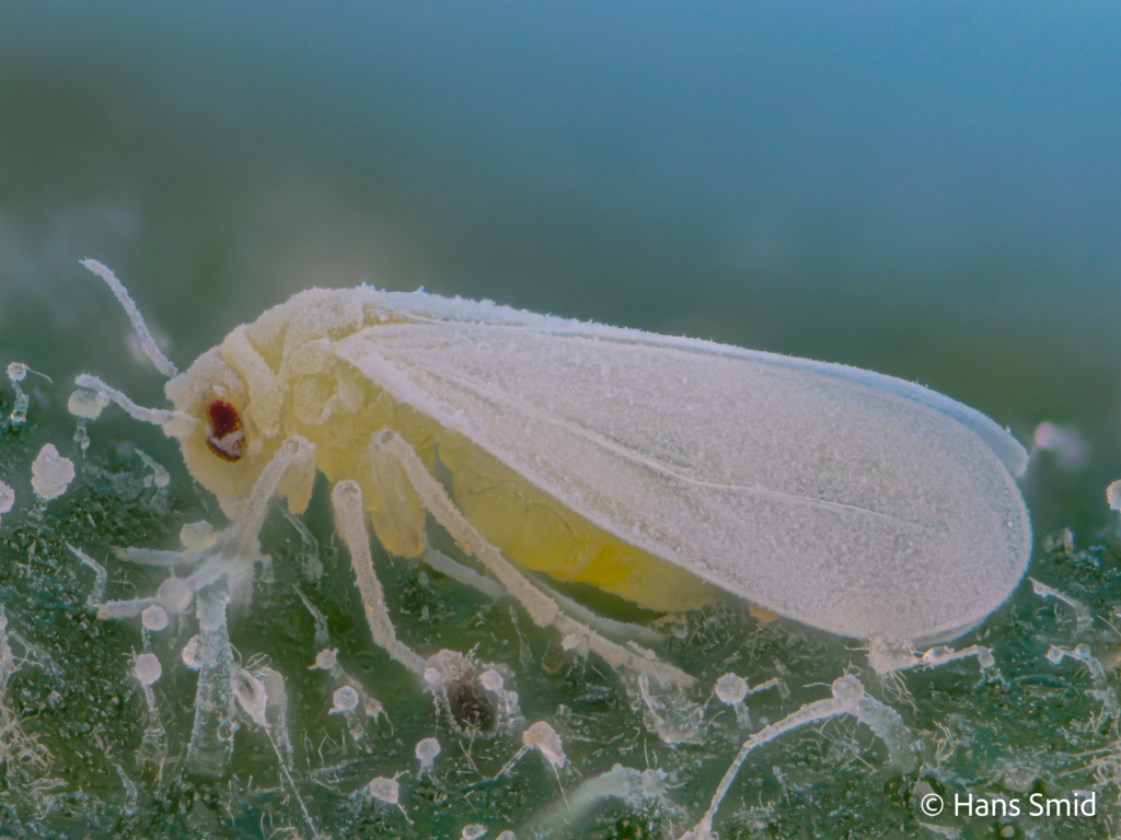 Aleyrodes proletella cabbage whitefly 003
