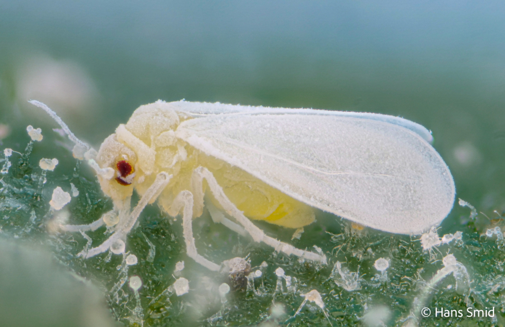 Aleyrodes proletella cabbage whitefly 004