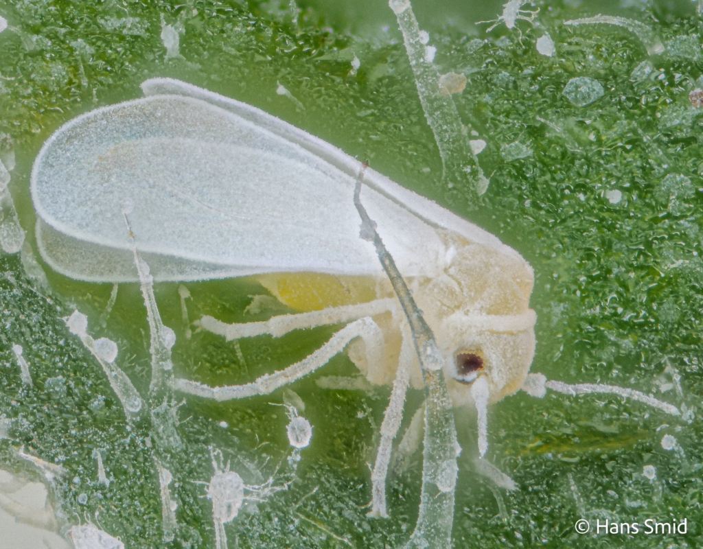 Aleyrodes proletella cabbage whitefly 005 1