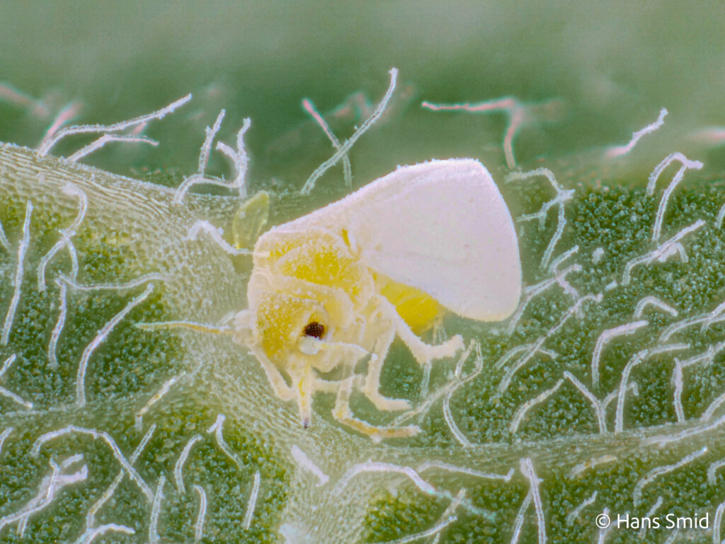 Bemisia-tabaci_silverleaf-whitefly-001