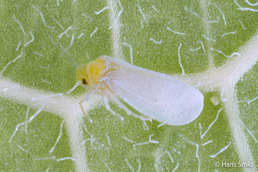 Bemisia-tabaci_silverleaf-whitefly-002