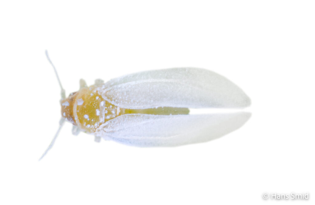 emisia-tabaci_silverleaf-whitefly-003