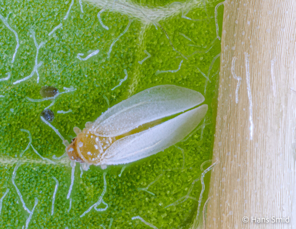 Bemisia-tabaci_silverleaf-whitefly-004