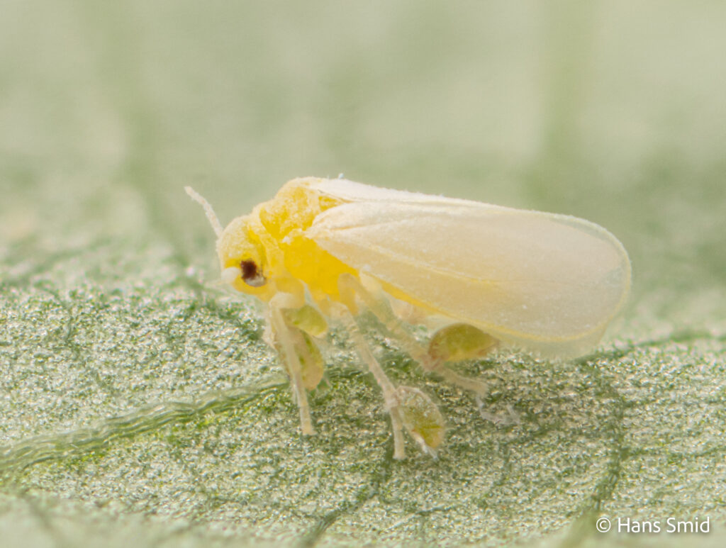 Bemisia-tabaci_silverleaf-whitefly-with-Polyphagotarsonemus-latus_broadmite-002