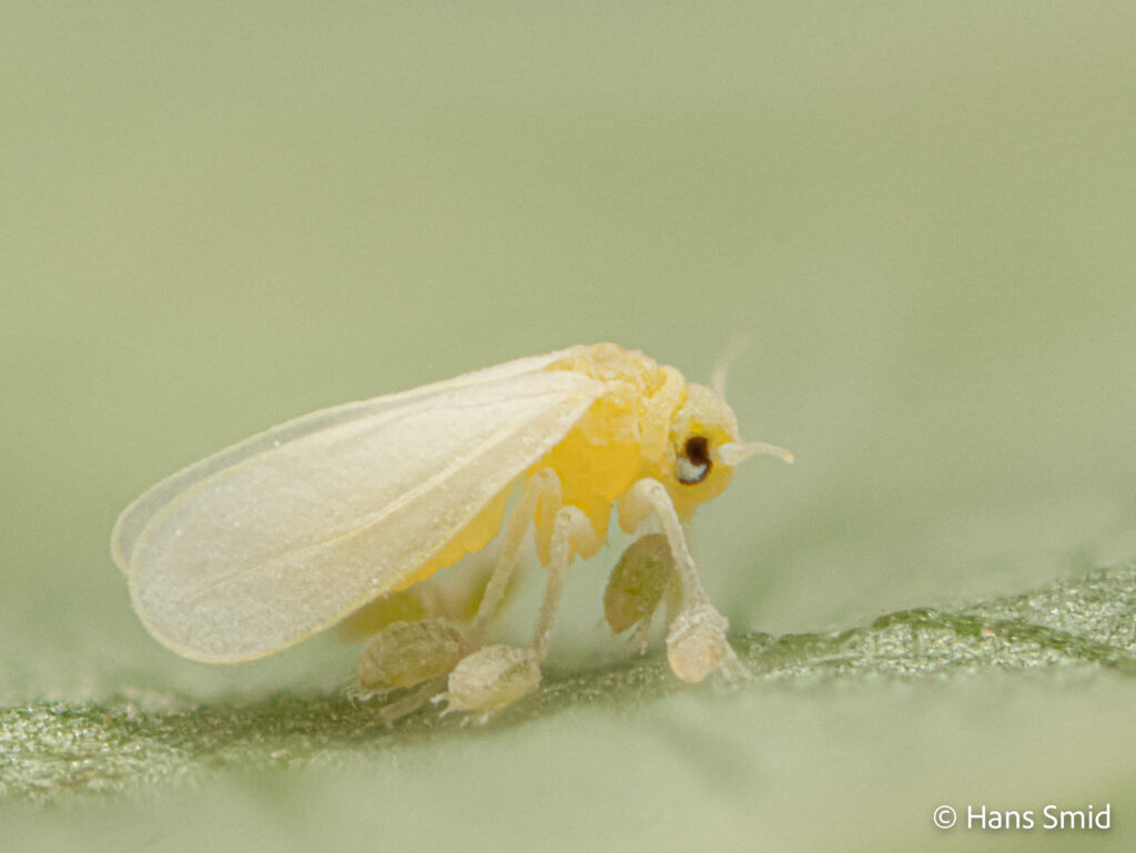 Bemisia-tabaci_silverleaf-whitefly-with-Polyphagotarsonemus-latus_broadmite-005